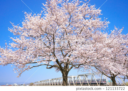 Cherry blossoms on the Tobu Tojo Line and Iruma River Cherry blossoms on the Tobu Tojo Line and Iruma River 121133722