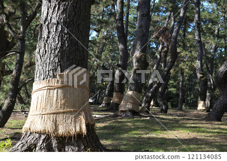 陽光透過樹葉的小牧黑松林（山口縣光市虹濱） 121134085