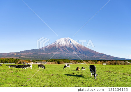 靜岡縣富士宮市、朝霧高原放牧風光和富士山 靜岡縣富士宮市、朝霧高原放牧風光和富士山 121134133
