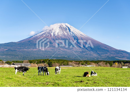 Fujinomiya City, Shizuoka Prefecture: Grazing scenery on the Asagiri Plateau and Mount Fuji Fujinomiya City, Shizuoka Prefecture: Grazing scenery on the Asagiri Plateau and Mount Fuji 121134134