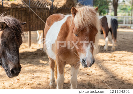 Cute little pony in the animal farm 121134201
