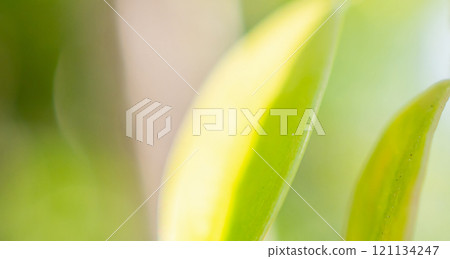 Natural plant green leaf in garden with bokeh background 121134247