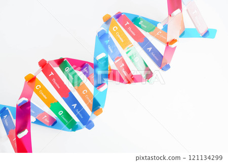 DNA molecule spiral structure model isolated on white background, chromosome and gene chemical science biology. 121134299