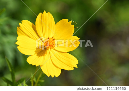 Kibana cosmos (yellow flowers fall cherry blossoms) Kibana cosmos (yellow flowers fall cherry blossoms) 121134660