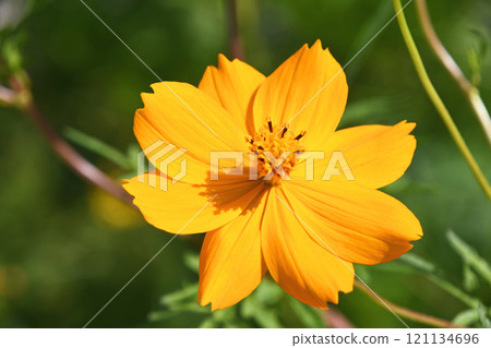 Kibana宇宙(黃色的花朵落櫻花) Kibana宇宙(黃色的花朵落櫻花) 121134696