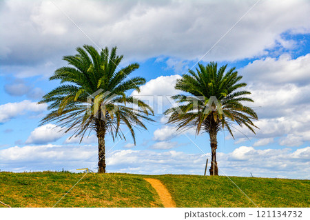 Palm trees on a hill Palm trees on a hill 121134732