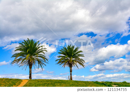 Palm trees on a hill 121134735