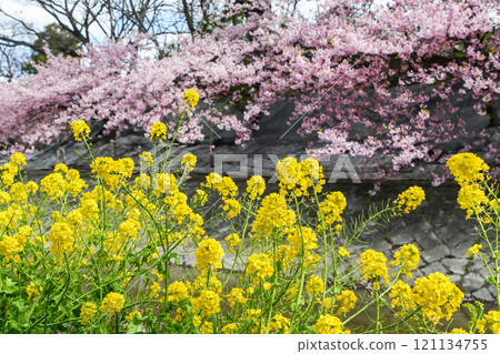 Rape blossoms and Kawazu cherry blossoms along the Yodo Canal in Kyoto Rape blossoms and Kawazu cherry blossoms along the Yodo Canal in Kyoto 121134755