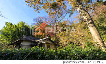 橫濱本牧三溪園和三溪園的秋葉 121134912