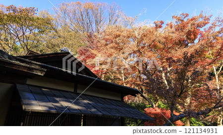 Autumn leaves at Sankeien Garden in Honmoku, Yokohama 121134931