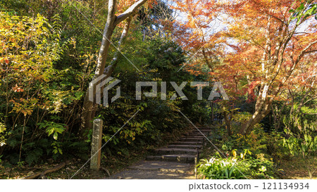 Autumn leaves at Sankeien Garden in Honmoku, Yokohama Autumn leaves at Sankeien Garden in Honmoku, Yokohama 121134934