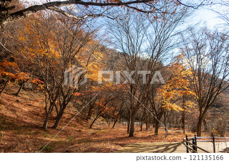 Lake Okushima in early winter, Seseragi Park promenade, Nakanojo Town, Gunma Prefecture Lake Okushima in early winter, Seseragi Park promenade, Nakanojo Town, Gunma Prefecture 121135166
