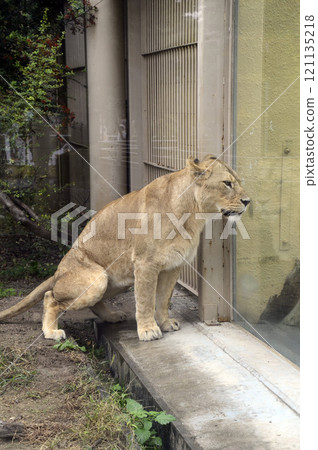 lion 121135218