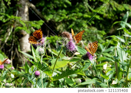 Asagi Madara sucking honey of thistle Asagi Madara sucking honey of thistle 121135408