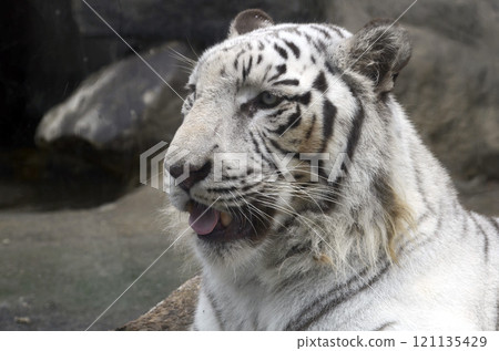White Tiger   121135429