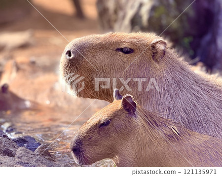 Capybara relaxing in the hot spring 121135971