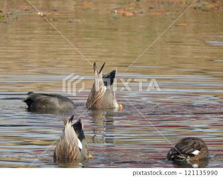 鴨子在鴨子的後伸 121135990