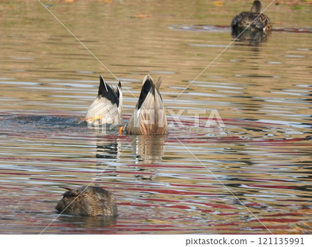鴨子在鴨子的後伸 鴨子在鴨子的後伸 121135991