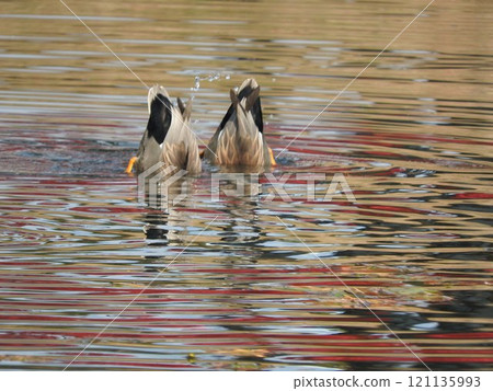 Duck on the duck's backstretch 121135993