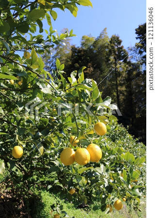 Setonai lemon Setonai lemon 121136046