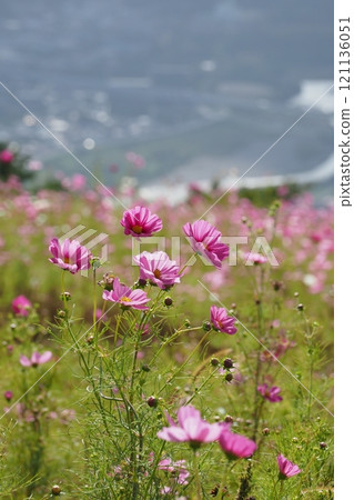 宇宙公園粉紅波斯菊 121136051