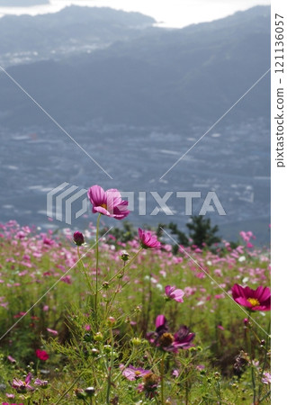 Cosmos flowers at Cosmos Park 121136057