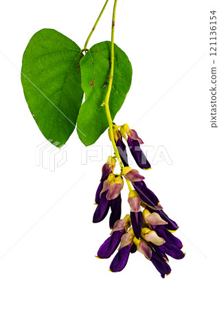Bunch of Velvet bean or Mucuna pruriens flowers with leaves. Bunch of Velvet bean or Mucuna pruriens flowers with leaves. 121136154