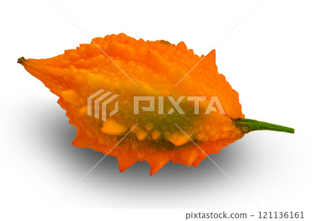Closeup view of single ripe Bitter Gourd or Momordica charantia fruit. 121136161