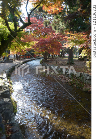 京都市北區奈良小川的上賀茂神社的秋葉 京都市北區奈良小川的上賀茂神社的秋葉 121136232