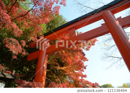 Shimogamo Shrine, Autumn leaves at the west torii gate, Sakyo Ward, Kyoto City Shimogamo Shrine, Autumn leaves at the west torii gate, Sakyo Ward, Kyoto City 121136404
