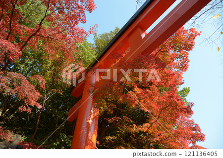 Shimogamo Shrine, Autumn leaves at the west torii gate, Sakyo Ward, Kyoto City Shimogamo Shrine, Autumn leaves at the west torii gate, Sakyo Ward, Kyoto City 121136405