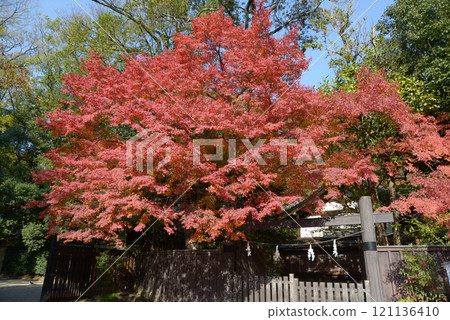 Shimogamo Shrine, autumn leaves in the grounds, Sakyo Ward, Kyoto City 121136410