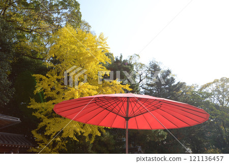 Shimogamo Shrine, outdoor tea ceremony hat and yellow ginkgo leaves, Sakyo Ward, Kyoto City Shimogamo Shrine, outdoor tea ceremony hat and yellow ginkgo leaves, Sakyo Ward, Kyoto City 121136457