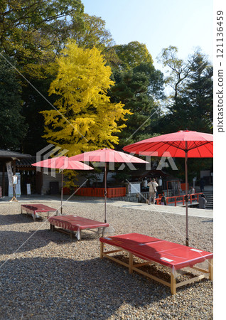 Shimogamo Shrine, outdoor tea ceremony hat and yellow ginkgo leaves, Sakyo Ward, Kyoto City Shimogamo Shrine, outdoor tea ceremony hat and yellow ginkgo leaves, Sakyo Ward, Kyoto City 121136459