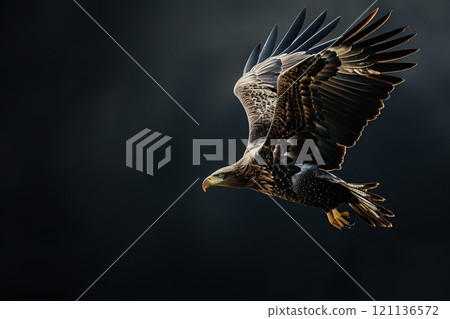 A white-tailed eagle flies in the air on a black background. Its feathers contrast with the dark background. The beauty of wild nature. Lots of free space for text. Wonderful wild animals. Banner 121136572