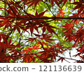 Maple leaves begin to change color in autumn 121136639