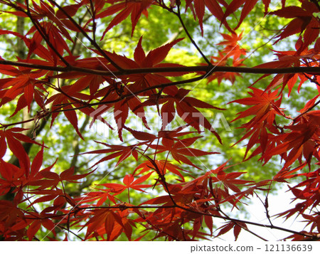 秋天楓葉開始變色 121136639