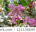 Rhododendron raindrops 121136640