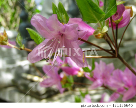 Rhododendron raindrops 121136640
