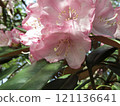 big pink flower 121136641