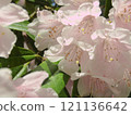 Double cherry blossoms blooming in Kasumi Park in spring 121136642
