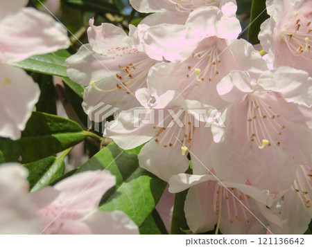 春天在Kasumi公園裡盛開的雙櫻花 121136642