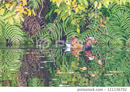Male mandarin duck in a pond deep in the mountains Male mandarin duck in a pond deep in the mountains 121136782
