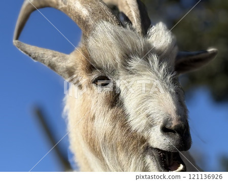 Pygmy goat Pygmy goat 121136926