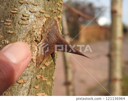 Sharp thorns on the trunk of the Robinia pseudoacacia Sharp thorns on the trunk of the Robinia pseudoacacia 121136964