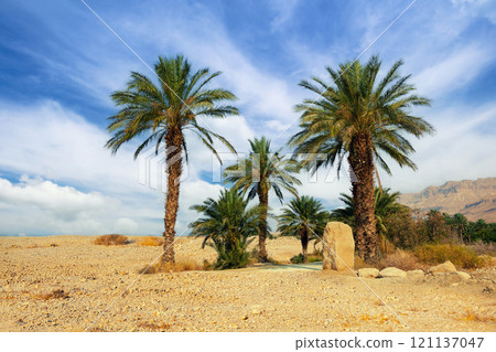Palm trees in desert, Ein Gedi, Israel Palm trees in desert, Ein Gedi, Israel 121137047