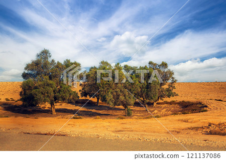 Trees in Judean desert 121137086