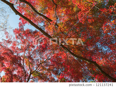 愛知縣豐橋市、普門寺、紅葉寺4 121137241