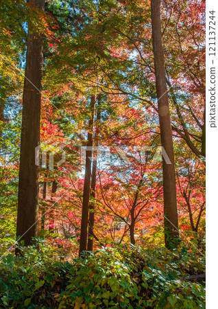 愛知縣豐橋市、普門寺、紅葉寺7 愛知縣豐橋市、普門寺、紅葉寺7 121137244
