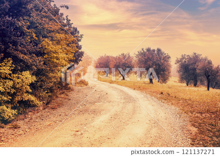 Country dirt road in an olive grove in the early morning 121137271